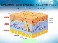 纹绣师必知的皮肤组织机