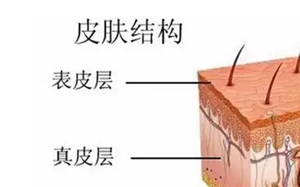 皮肤的结构  石家庄纹绣学校